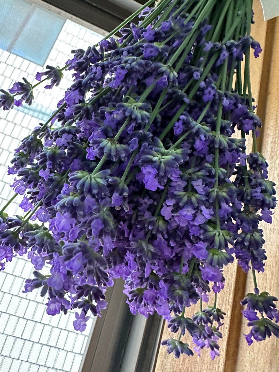 라벤더
